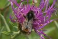 Bumblebees: Red-tailed Cuckoo Bumblebee - male (Bombus rupestris)